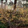 Hamamelis virginiana - Image 2