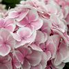 Hydrangea macrophylla 'Fanfare' Wedding Ring