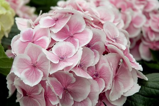 Hydrangea macrophylla 'Fanfare' Wedding Ring