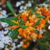 Azalea 'Hotspur Yellow'