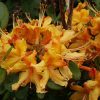 Azalea 'Hotspur Yellow' - Image 2