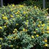 Hypericum frondosum 'Sunburst'