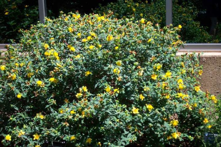 Hypericum frondosum ‘Sunburst’ | Kiefer Nursery: Trees, Shrubs, Perennials