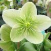 Helleborus x nigercors  Ice Breaker Prelude - Image 2
