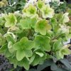 Helleborus x nigercors  Ice Breaker Prelude - Image 3