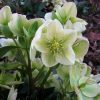 Helleborus x nigercors  Ice Breaker Prelude