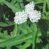 Asepias incarnata 'Ice Ballet'