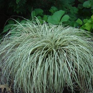 Carex oshimensis ‘Ice Cream’ | Kiefer Nursery: Trees, Shrubs, Perennials