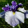 Iris ensata 'Imperial Magic'
