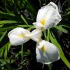 Iris ensata 'Mt. Fuji'