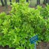 Illicium parviflorum 'Florida Sunshine' - Image 3