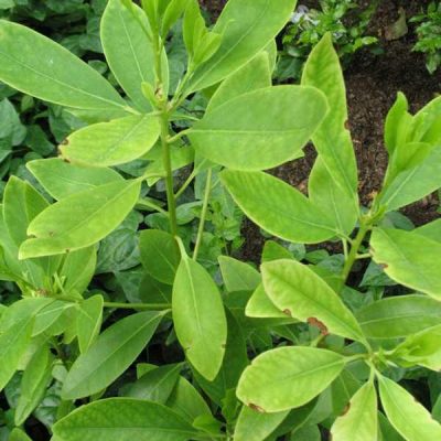 Illicium parviflorum