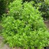 Illicium parviflorum - Image 2