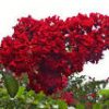 Lagerstroemia 'Red Rooster' - Image 2
