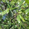 Quercus laurifolia (Laurel Oak) - Image 2