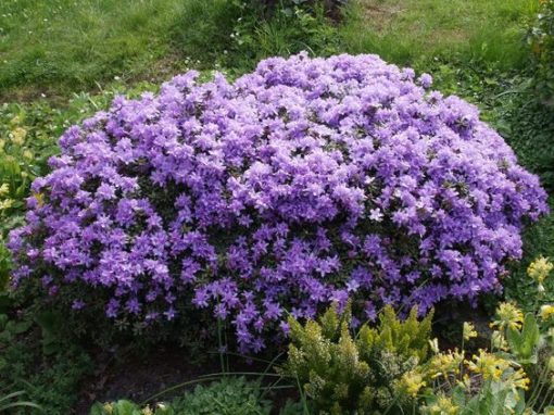 Rhododendron 'Impeditum'