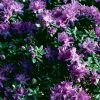 Rhododendron 'Impeditum' - Image 3