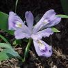 Iris cristata - Image 2