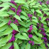 Callicarpa dichotoma 'Issai' - Image 2