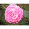 Camellia japonica 'Jack's Pink' - Image 2