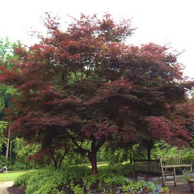 Acer palmatum 'Suminagashi'