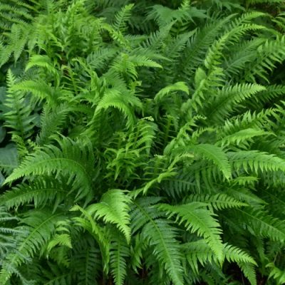 Thelypteris decursive-pinnata | Kiefer Nursery: Trees, Shrubs, Perennials