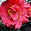 Camellia japonica 'Dr. JC Raulston' - Image 3