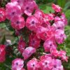 Phlox paniculata JUNIOR? Dance PP16059