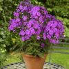 Phlox paniculata JUNIOR? Dream PP16104