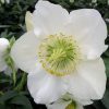 Helleborus niger 'Josef Lemper' - Image 2