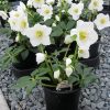 Helleborus niger 'Josef Lemper' - Image 3