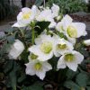 Helleborus niger 'Josef Lemper'