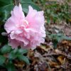 Camellia sasanqua 'Jean May'