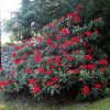 Rhododendron 'Jean Marie De Montague'