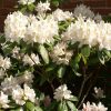 Rhododendron 'Joe Paterno'