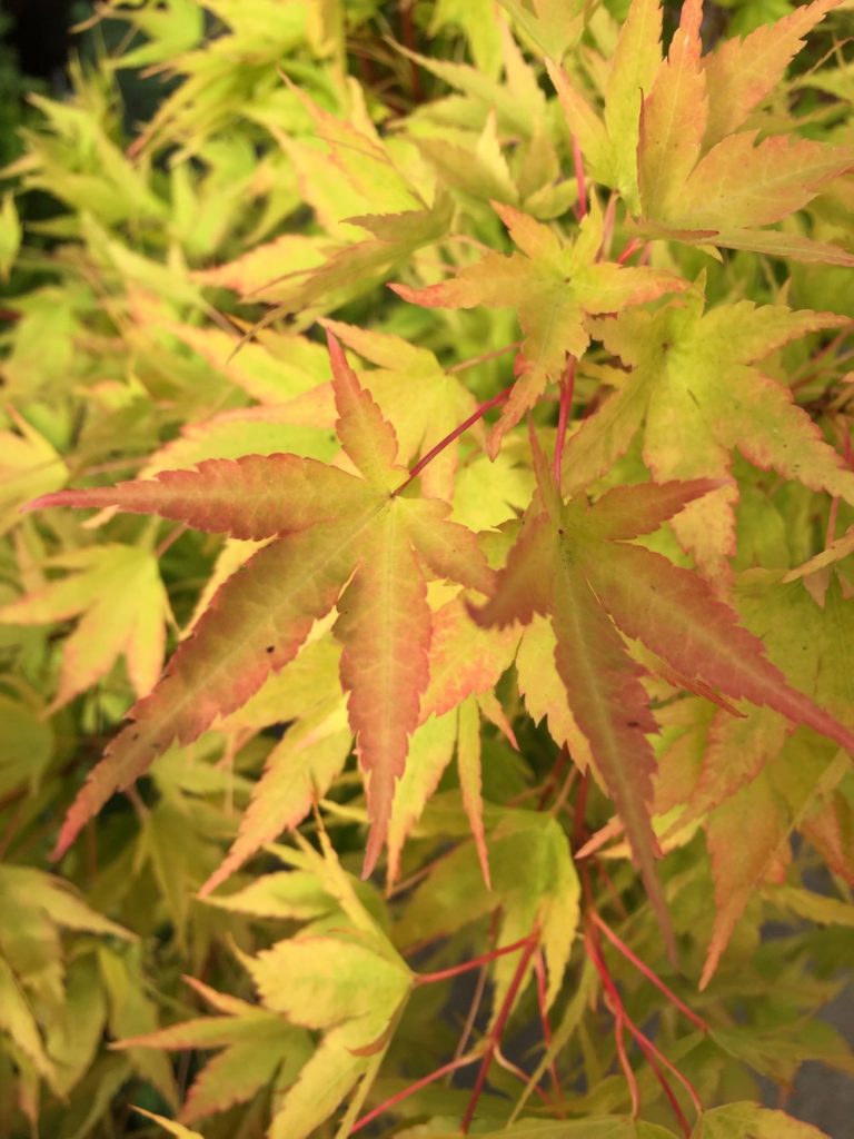 Acer Palmatum ‘Japanese Sunrise’ | Kiefer Nursery: Trees, Shrubs ...