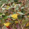 Berberis julianae - Image 2
