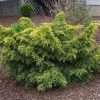 Juniperus chinensis 'Gold Lace' - Image 2