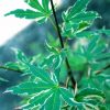 Acer palmatum 'Kagiri Nishiki' - Image 3