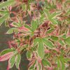 Acer palmatum 'Kagiri Nishiki' - Image 2