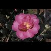 Camellia sasanqua 'Kanjiro' - Image 2