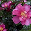 Camellia sasanqua 'Kanjiro'