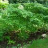 Acer palmatum 'Kashima' - Image 3