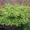 Acer palmatum 'Kashima' - Image 2