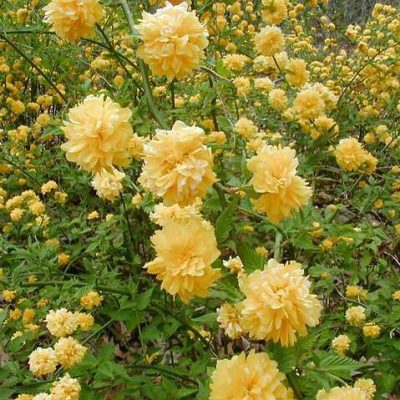 Kerria japonica 'Pleniflora'