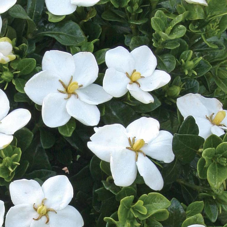 Gardenia jasminoides ‘Kleim’s Hardy’ | Kiefer Nursery: Trees, Shrubs ...