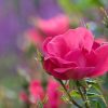 Rosa 'Radrazz'  Knock Out PP#11836 - Image 3