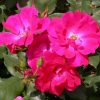 Rosa 'Radrazz'  Knock Out PP#11836 - Image 2