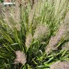 Calamagrostis  brachytricha - Image 2