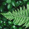 Polystichum tsus-simense ?K Rex?